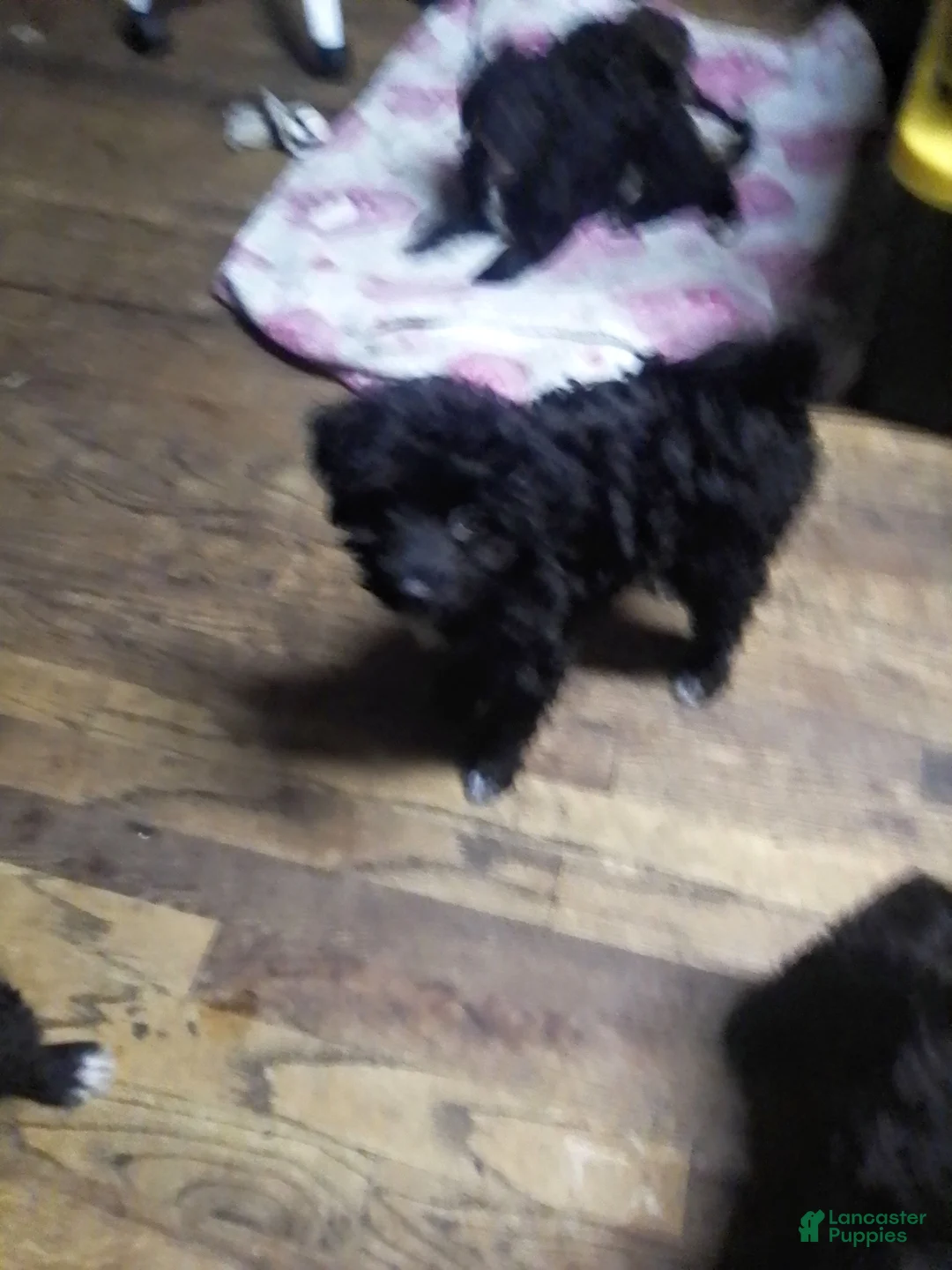 Mini Aussiedoodle dogs for sale: Mini Aussiedoodle Puppy 1 - Ad 1