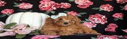 Miniature Labradoodle dogs for sale: Stacey Hypoallergenic - Ad 4