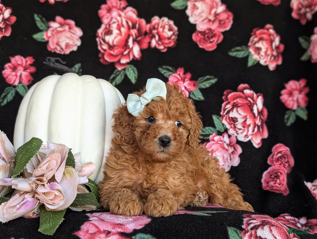 Miniature Labradoodle dogs for sale: Stacey Hypoallergenic - Ad 4