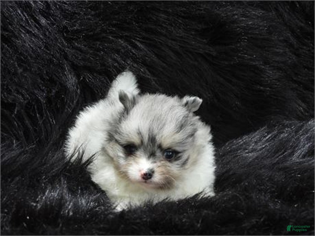 Pomeranian dogs for sale: Pomeranian Puppy 2 - Ad 2