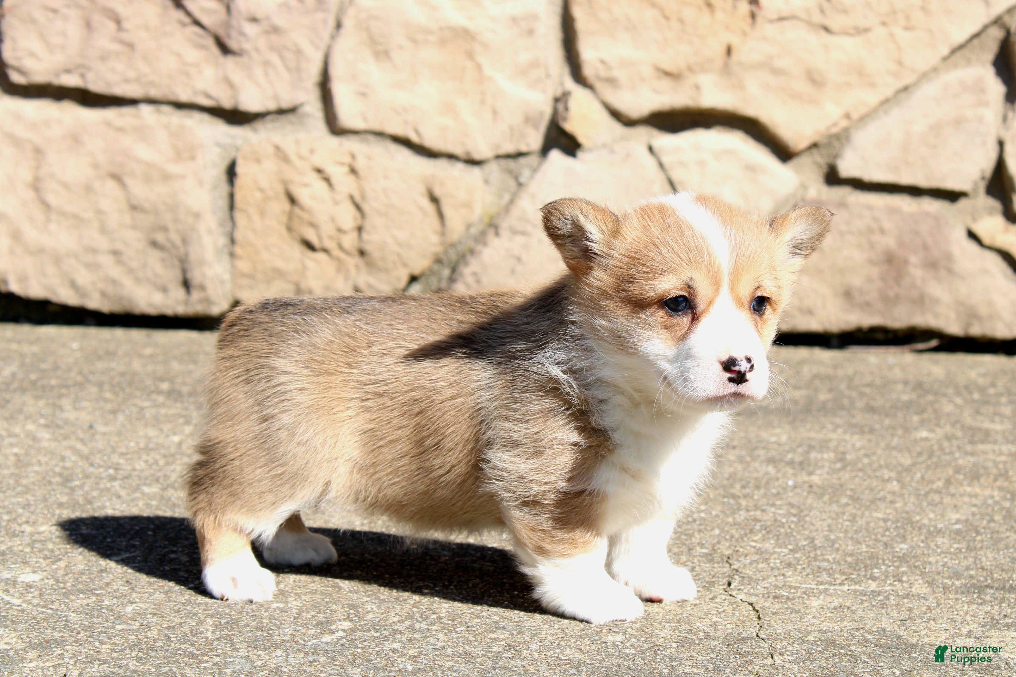 Welsh Corgi Pembroke dogs Rory - Ad 2