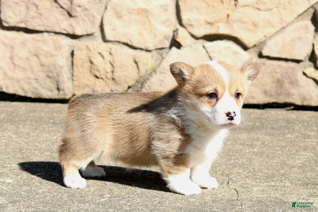 Welsh Corgi Pembroke dogs for sale: Rory - Ad 2
