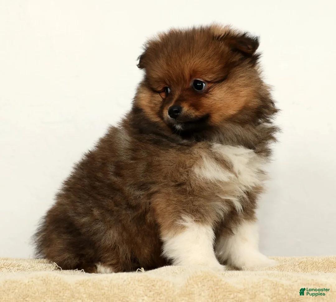Pomeranian dogs for sale: Bella - Ad 7