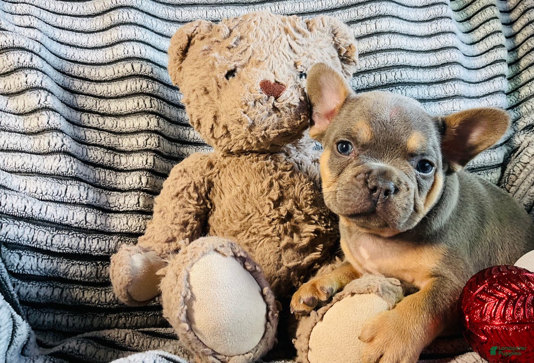 French Bulldog dogs for sale: Winston  - Ad 6