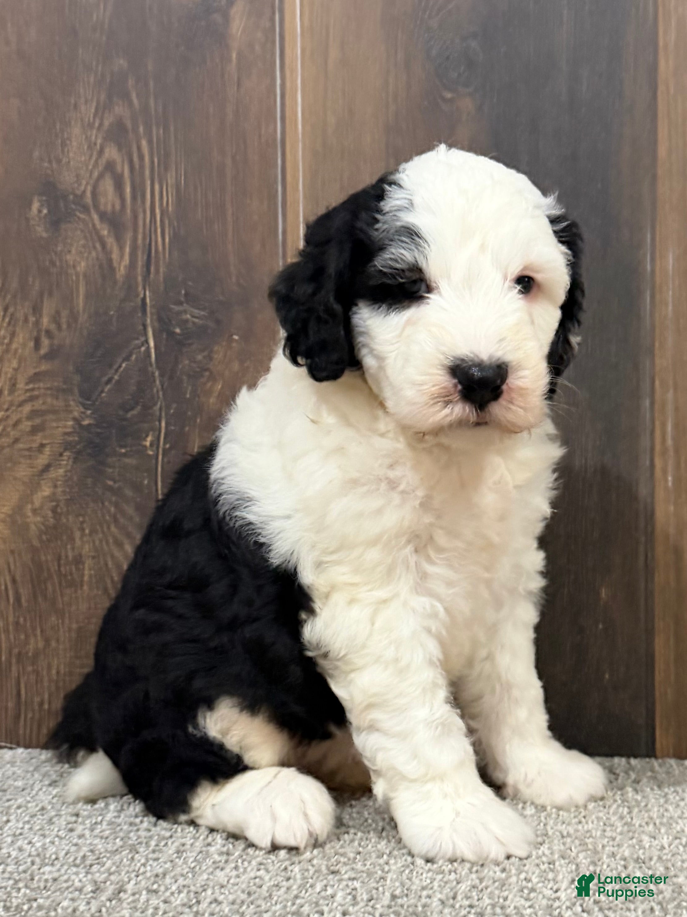 Sheepadoodle dogs Cassie - Ad 2