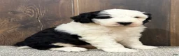 Sheepadoodle dogs for sale: Cassie - Ad 2