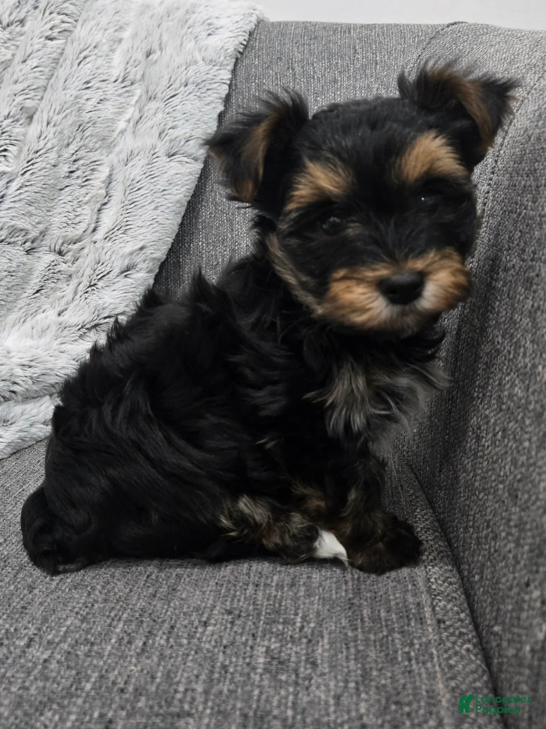 Yorkshire Terrier dogs for sale: Yorkshire Terrier Puppy 1 - Ad 3