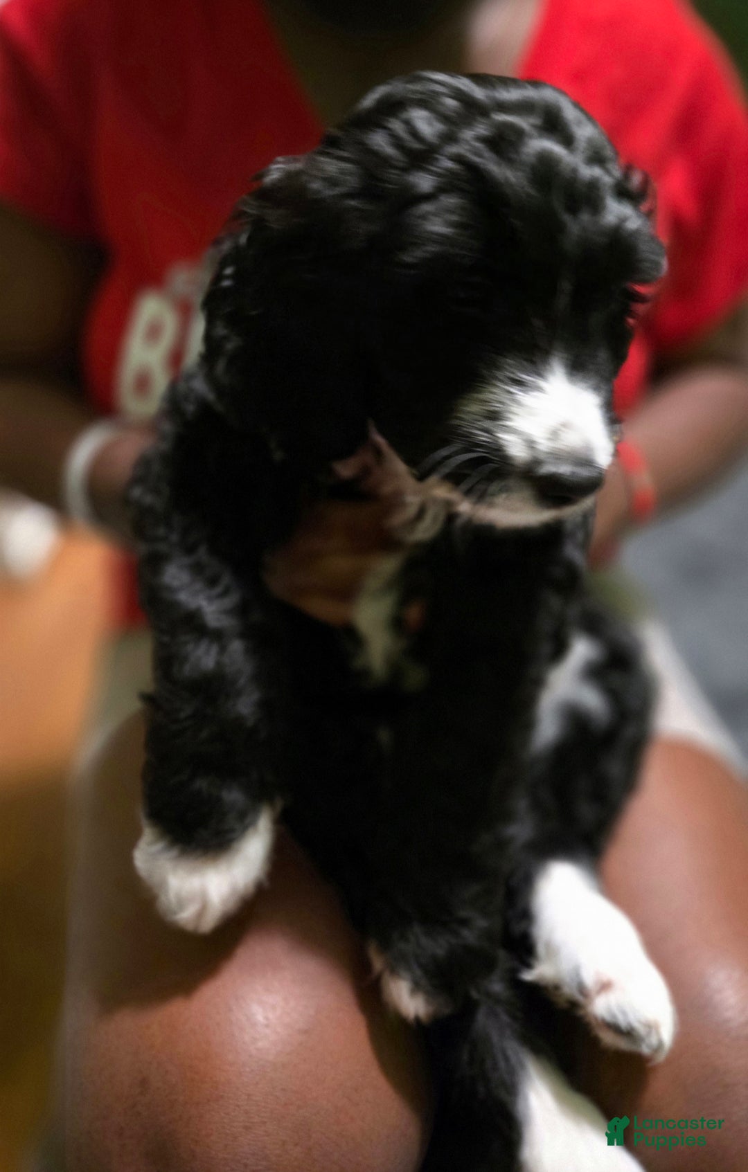 Goldendoodle dogs for sale: Goldendoodle Puppy Collar Green - Ad 1