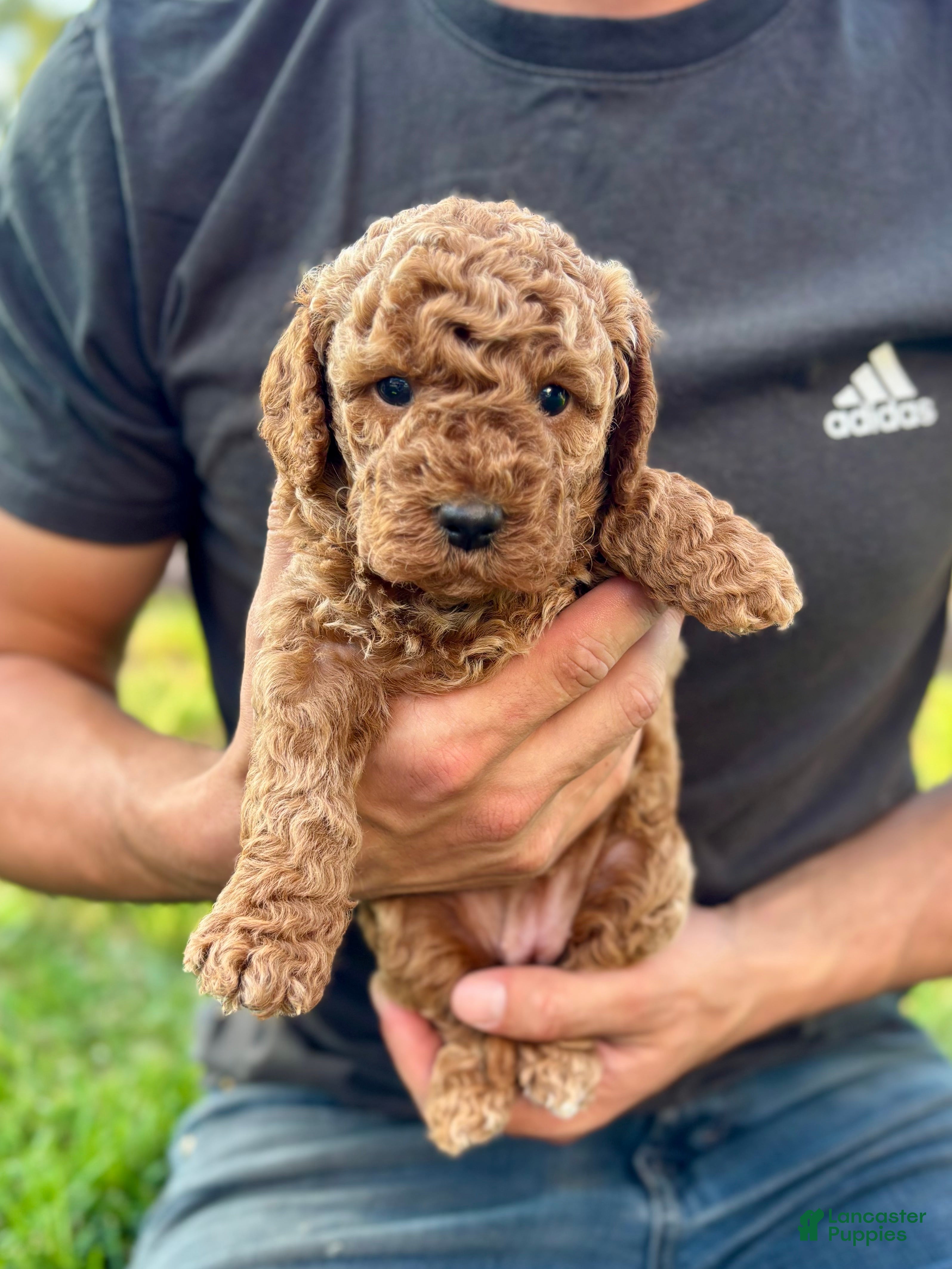 Mini Goldendoodle dogs Ivy - Ad 1