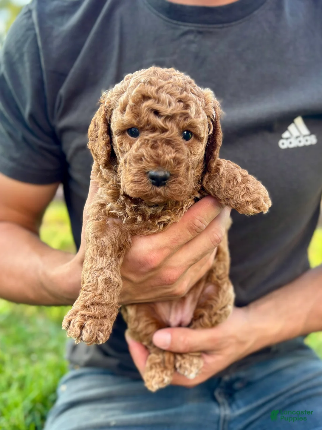 Mini Goldendoodle dogs for sale: Ivy - Ad 1
