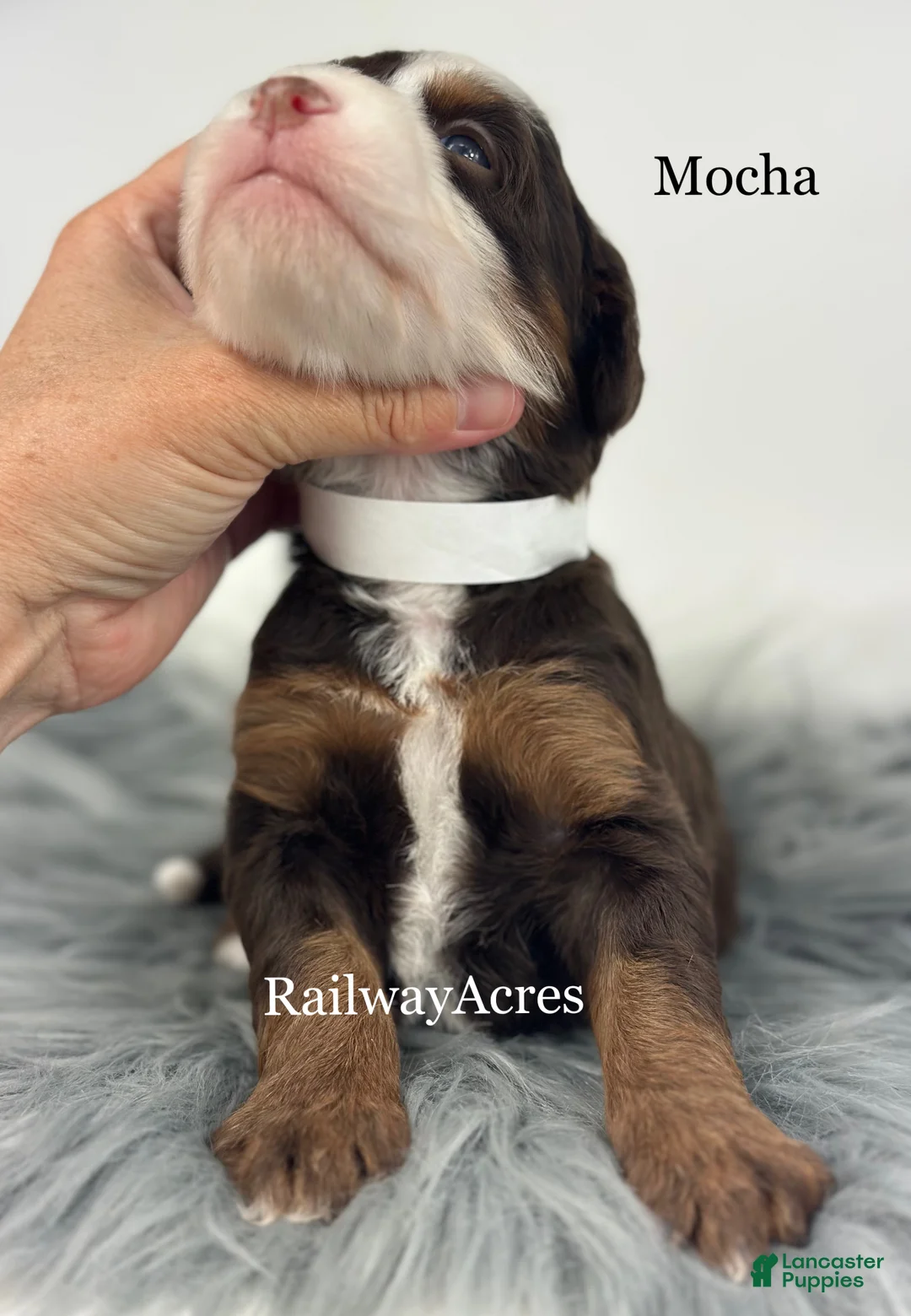 Mini Bernedoodle dogs for sale: Mocha - Ad 2