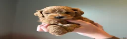 Mini Goldendoodle dogs for sale: Mini Goldendoodle 3 - Ad 5