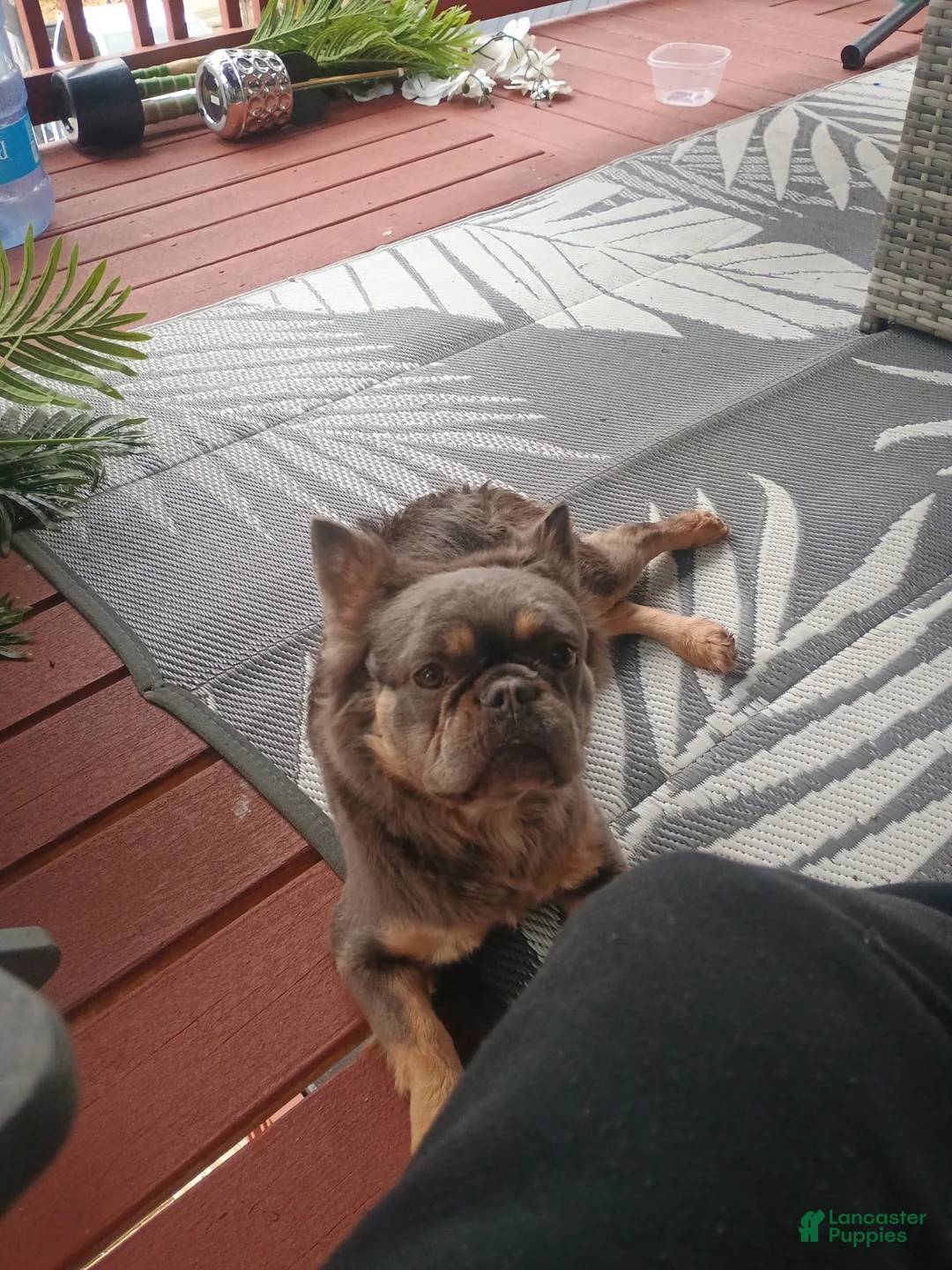 French Bulldog dogs for sale: French Bulldog 1 - Ad 2