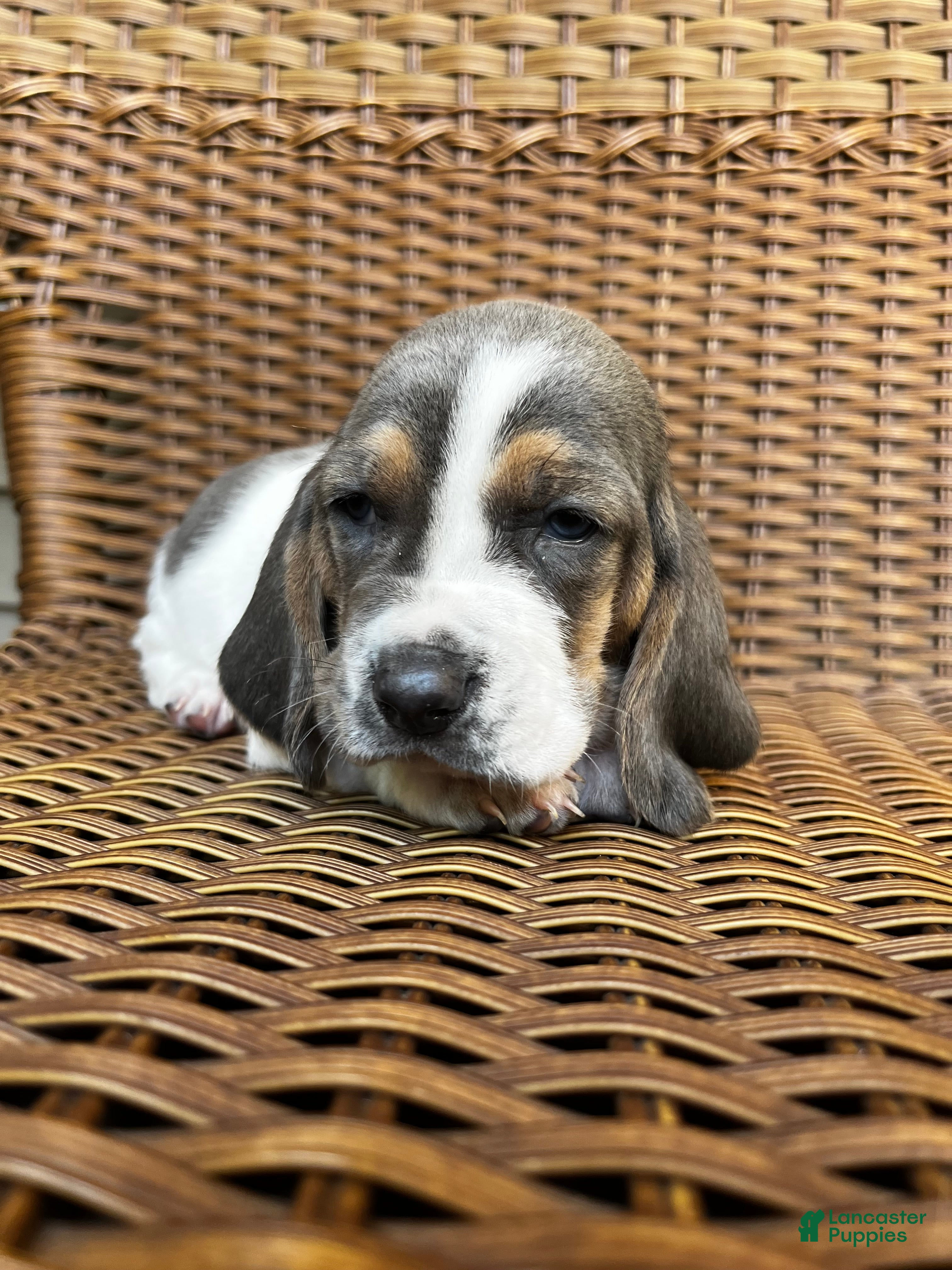 Basset Hound dogs Blue and white 2-green collar - Ad 4