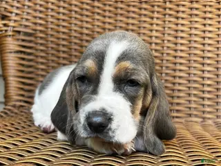 Basset Hound dogs Blue and white 2-green collar - Ad 37