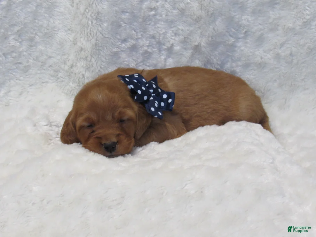 Golden Retriever dogs for sale: HUDSON - Ad 5