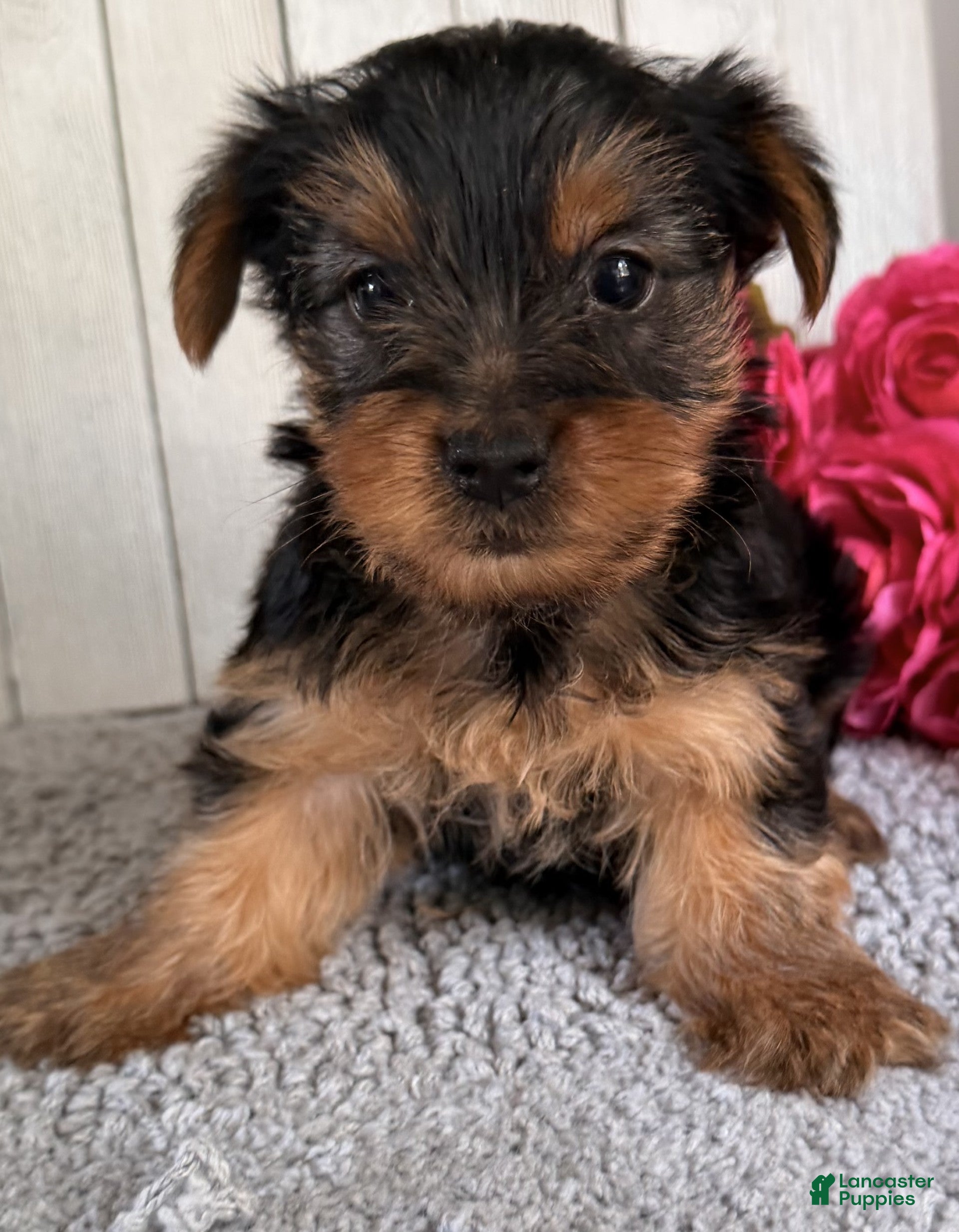 Yorkshire Terrier dogs Axel - Ad 2