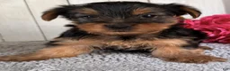 Yorkshire Terrier dogs for sale: Axel - Ad 2