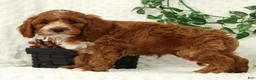 Cavapoo dogs for sale: Lynn - Ad 6