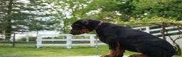 Doberman Pinscher dogs for sale: Macho - Ad 7
