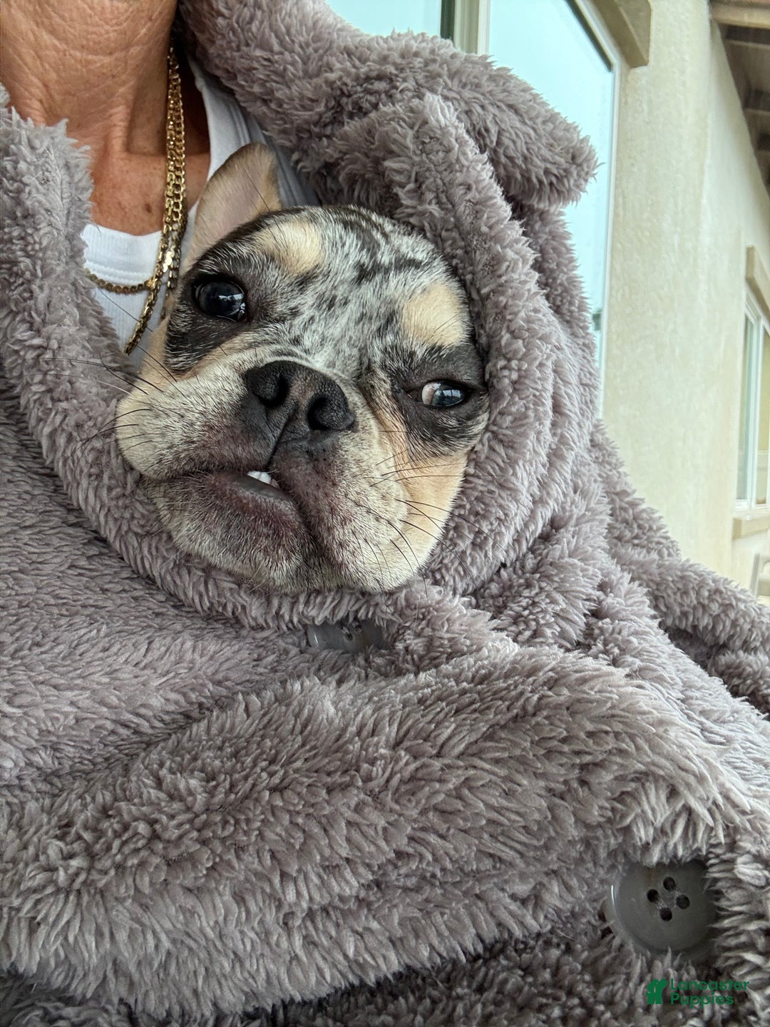 French Bulldog dogs for sale: Neptune - Ad 9