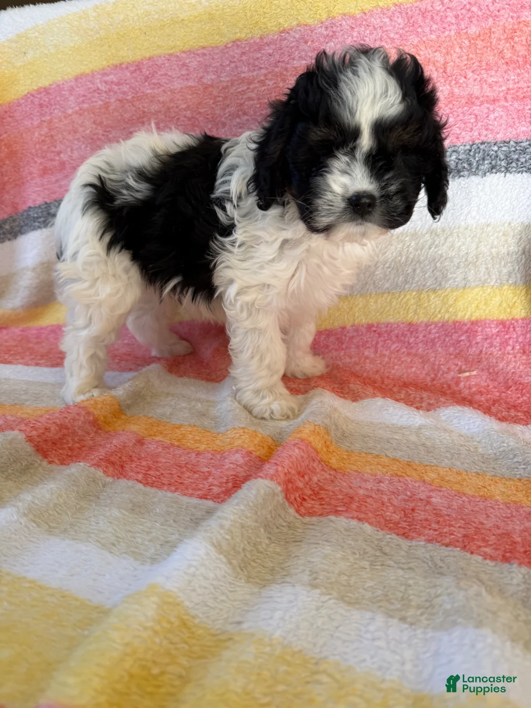 Cavapoo dogs for sale: Amber - Ad 1