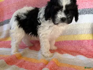 Cavapoo dogs Amber - Ad 40