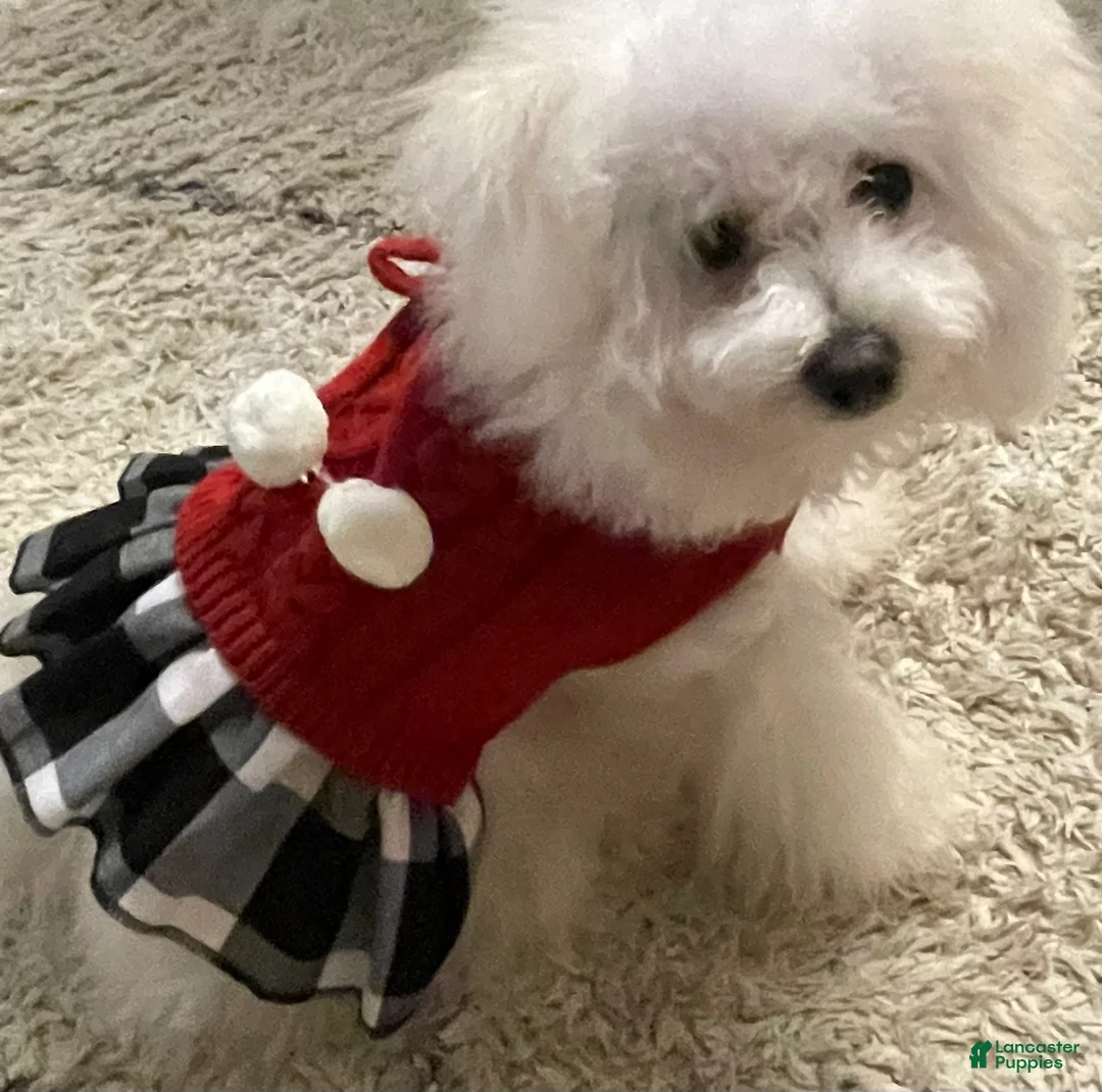 Bichon Frise dogs for sale: Bichon Frise Puppy 3 - Ad 3