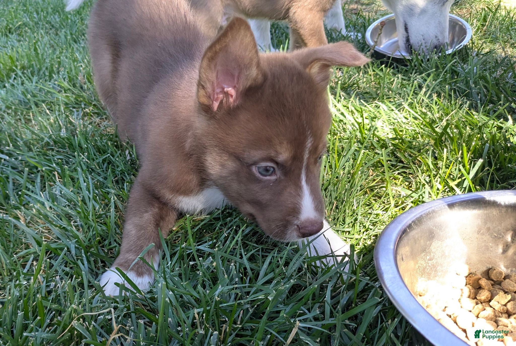 Mixed Breed dogs Romulus - Ad 36