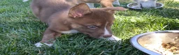 Mixed Breed dogs for sale: Romulus - Ad 1