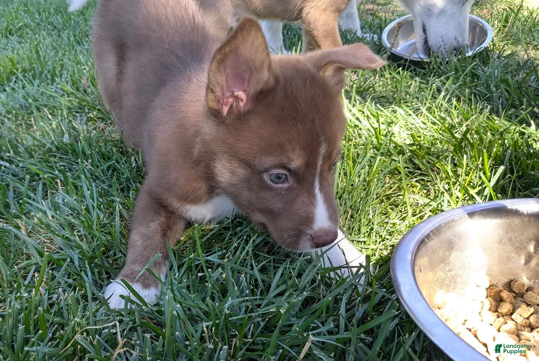 Mixed Breed dogs for sale: Romulus - Ad 1