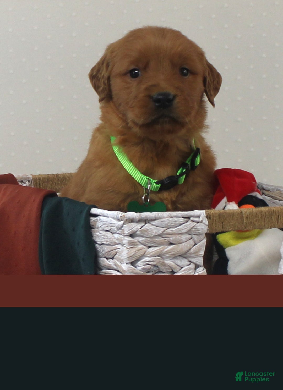 Golden Retriever dogs for sale: Rudy - Ad 3