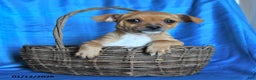 Chihuahua dogs for sale: Snickers - Ad 3