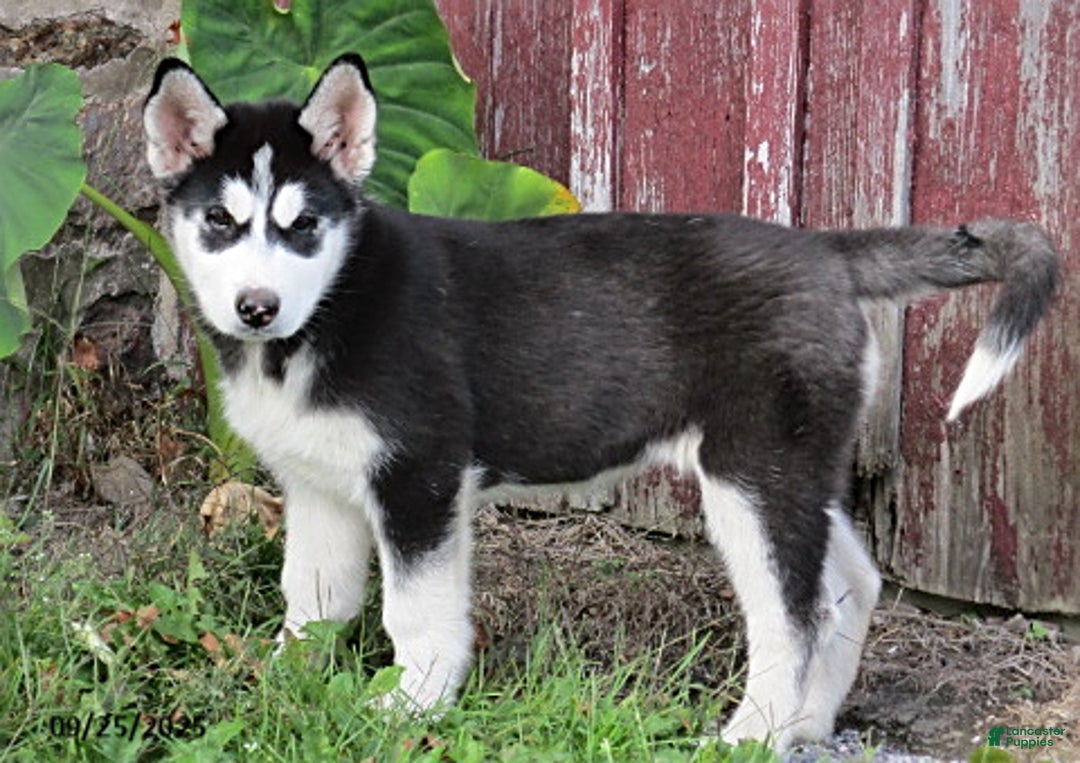 South Africa Timberwolf Puppies For Sale Blue Wolf Beautiful Wolf