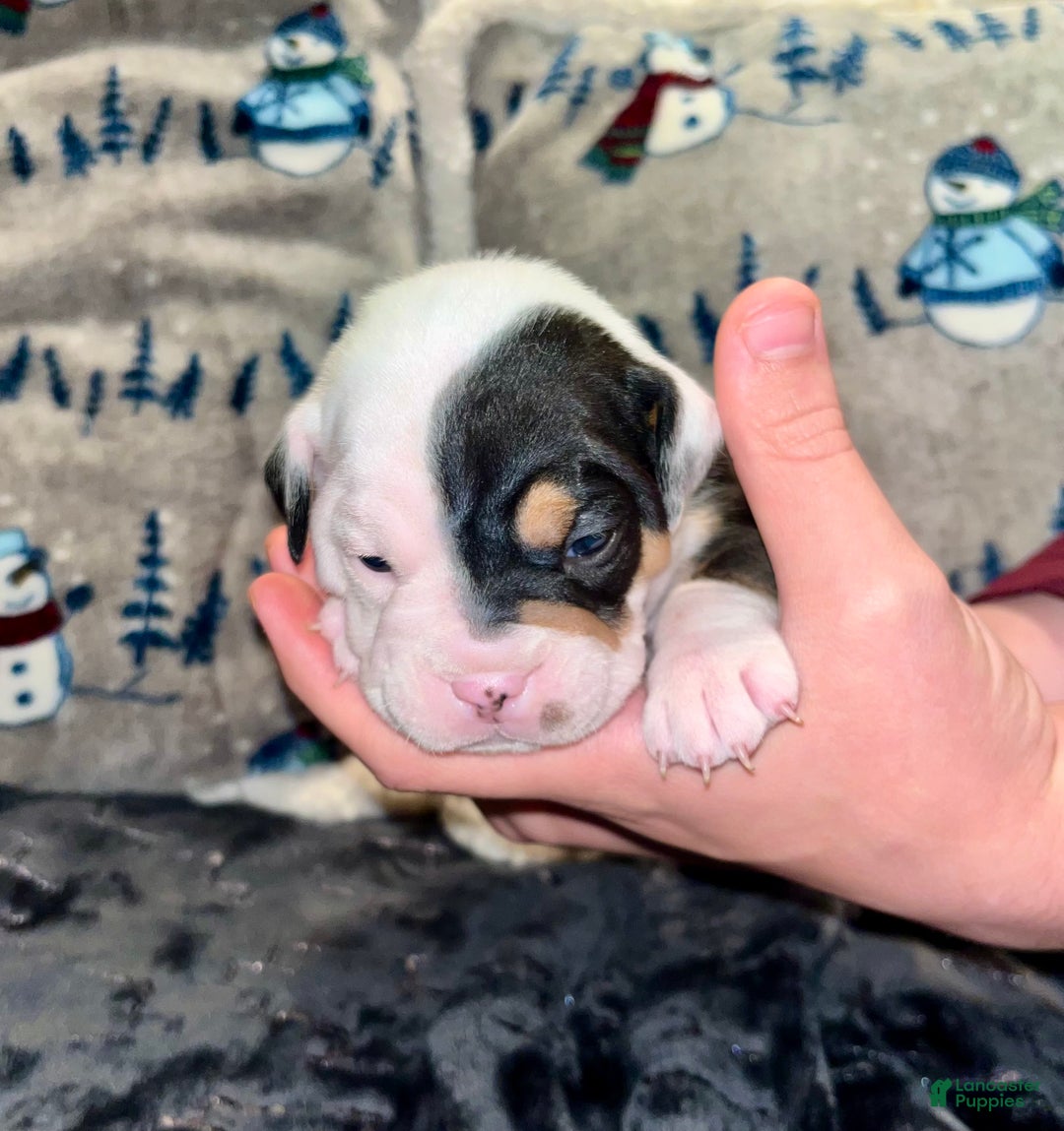 Olde English Bulldogge dogs for sale: Teeter - Ad 9