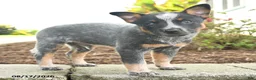 Australian Cattle Dog dogs for sale: Fido - Ad 3