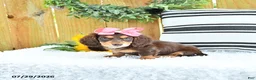 Miniature Dachshund dogs for sale: Carmi - Ad 4