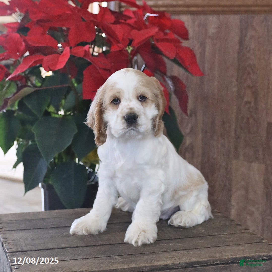 Cocker Spaniel dogs for sale: Happy - Ad 1