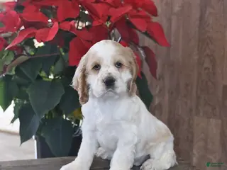 Cocker Spaniel dogs Happy - Ad 39