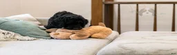 Bernedoodle dogs for sale: Denali - Ready Now! - Ad 12