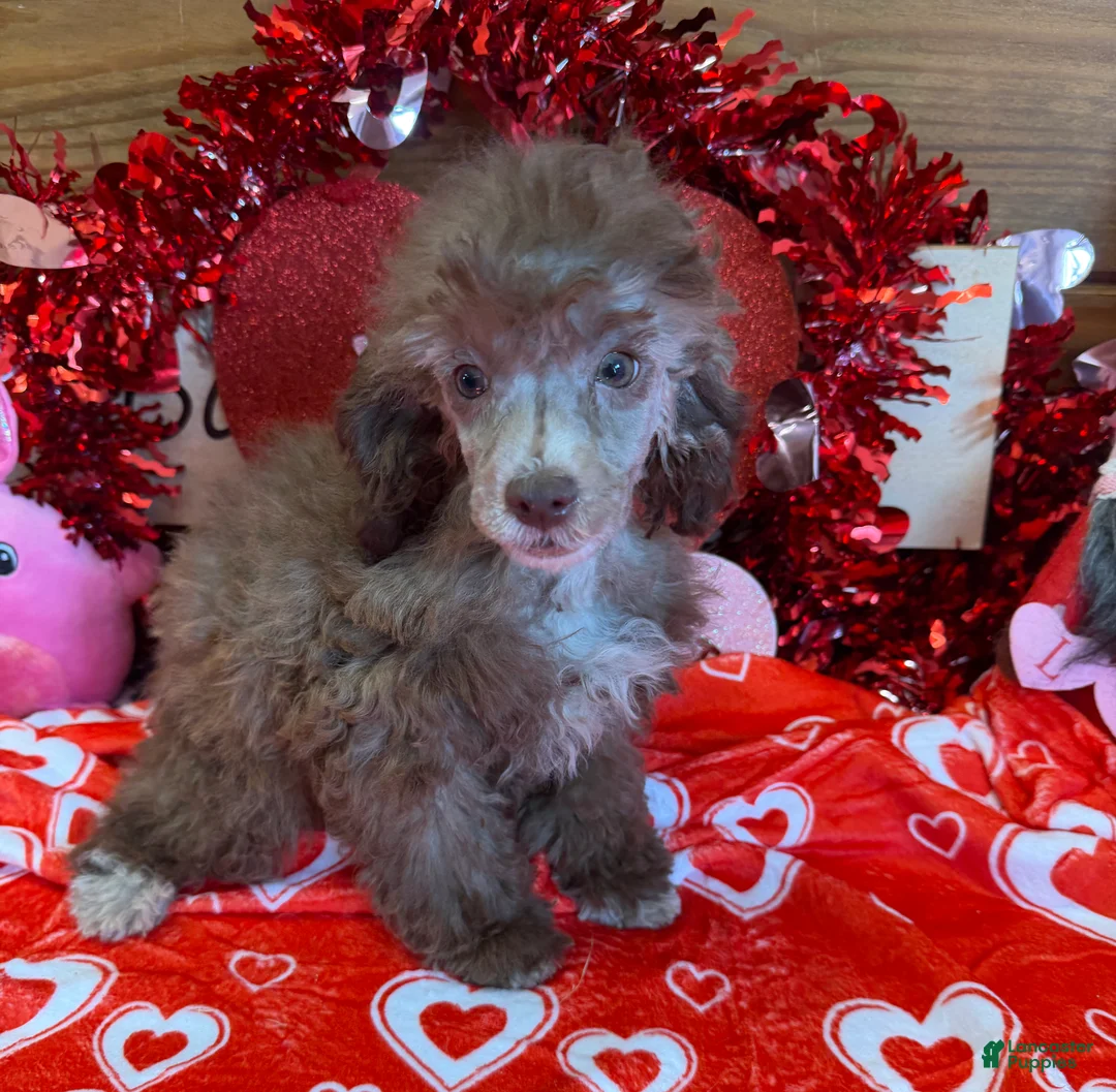 Toy Poodle dogs for sale: Boots - Ad 4