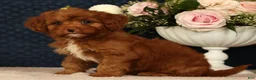 Cavapoo dogs for sale: Kendall - Ad 7