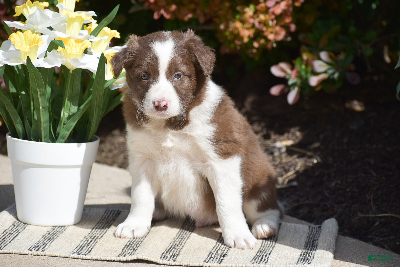 Border Collie dogs for sale: Dustin - Ad 2