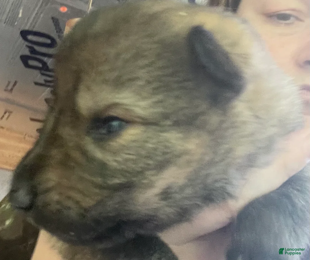 German Shepherd dogs for sale: German Shepherd 6 - Ad 1