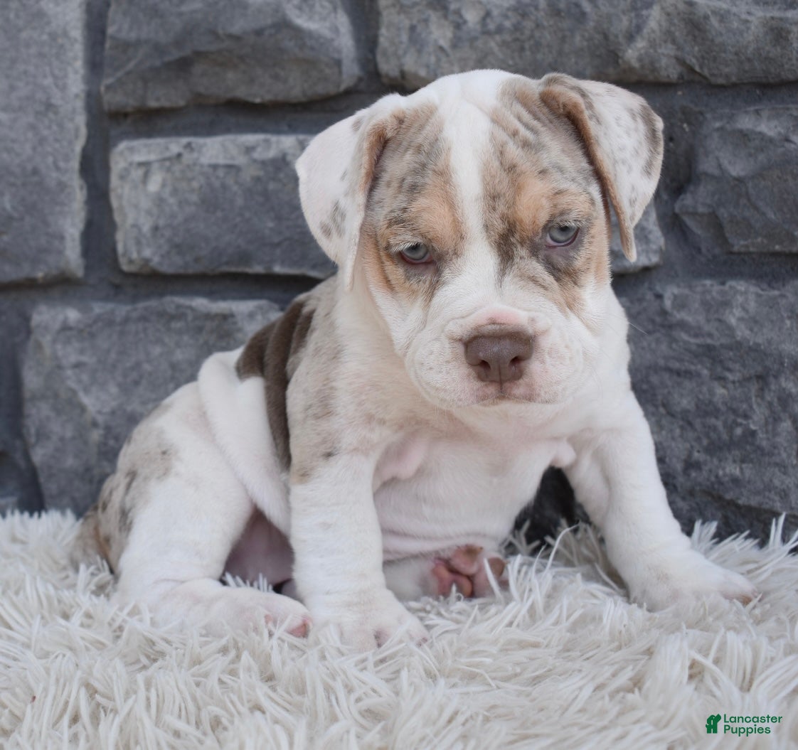 Beabull dogs Bailey  - Ad 2