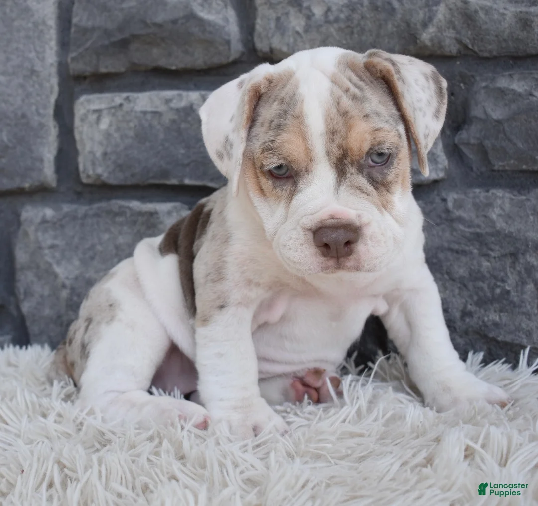 Beabull dogs for sale: Bailey  - Ad 2