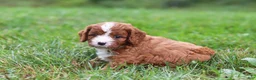 Cavapoo dogs for sale: Wilma - Ad 11