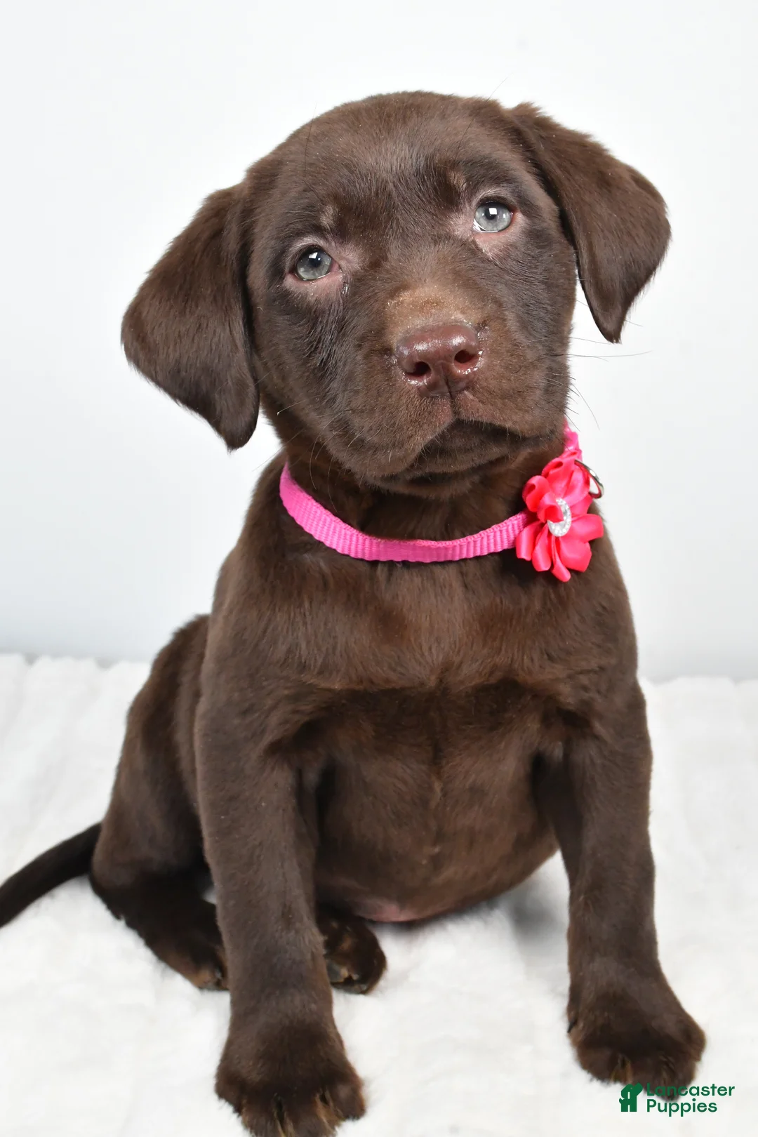 Labrador Retriever dogs for sale: Myra - Ad 5