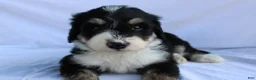 Bernedoodle dogs for sale: Shooter - Ad 1