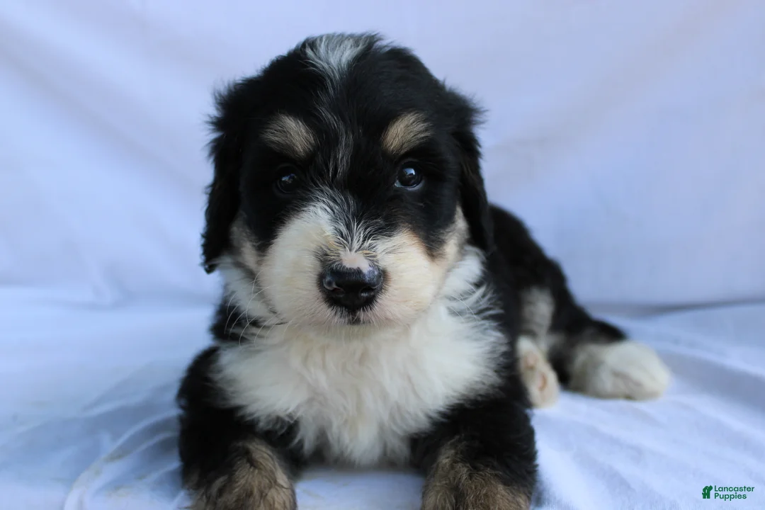 Bernedoodle dogs for sale: Shooter - Ad 1
